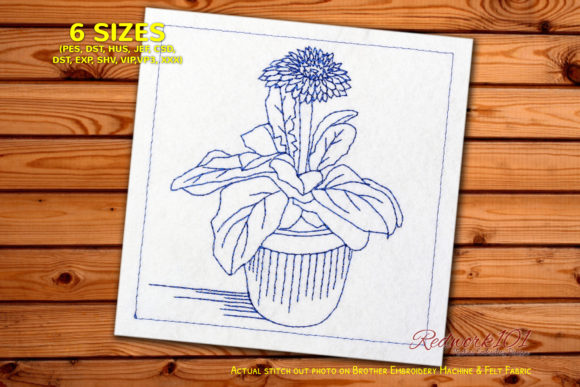 Review: Fresh Garbera Daisies Flower in Pot