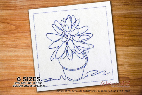 Reviewing Crassula Cultrata Succulents Redwork